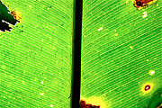 Picture 'Cr1_21_09 Pattern, Costa Rica'